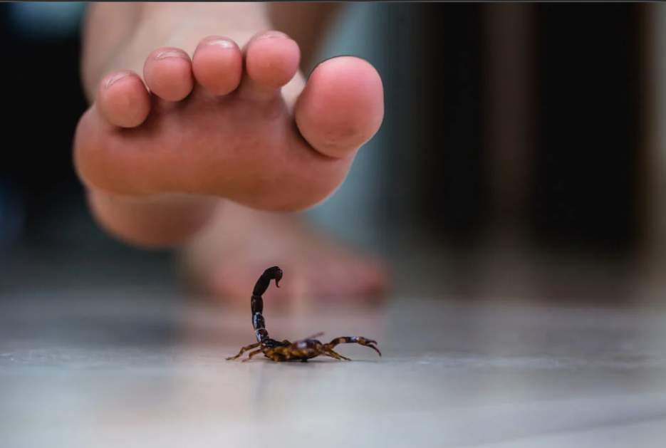 Treatment for Scorpion bites in Nigeria