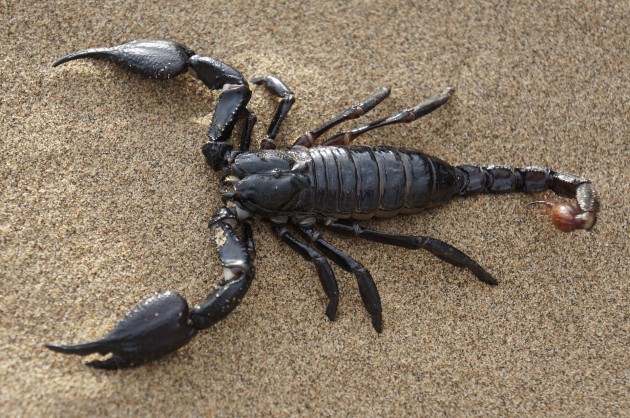 Treatment for Scorpion bites in Nigeria